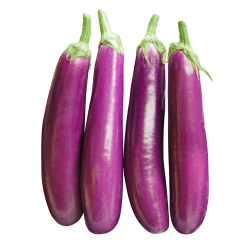 Eggplant (F1 Hybrid)