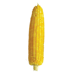 Sweet Corn (F1 Hybrid)
