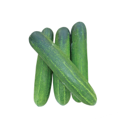 Cucumber (F1 Hybrid)