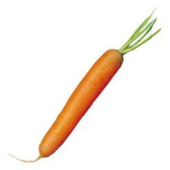 Carrot
