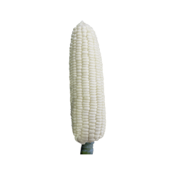 Waxy Corn