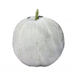 Winter Melon (F1 Hybrid)