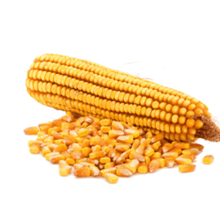 Maize